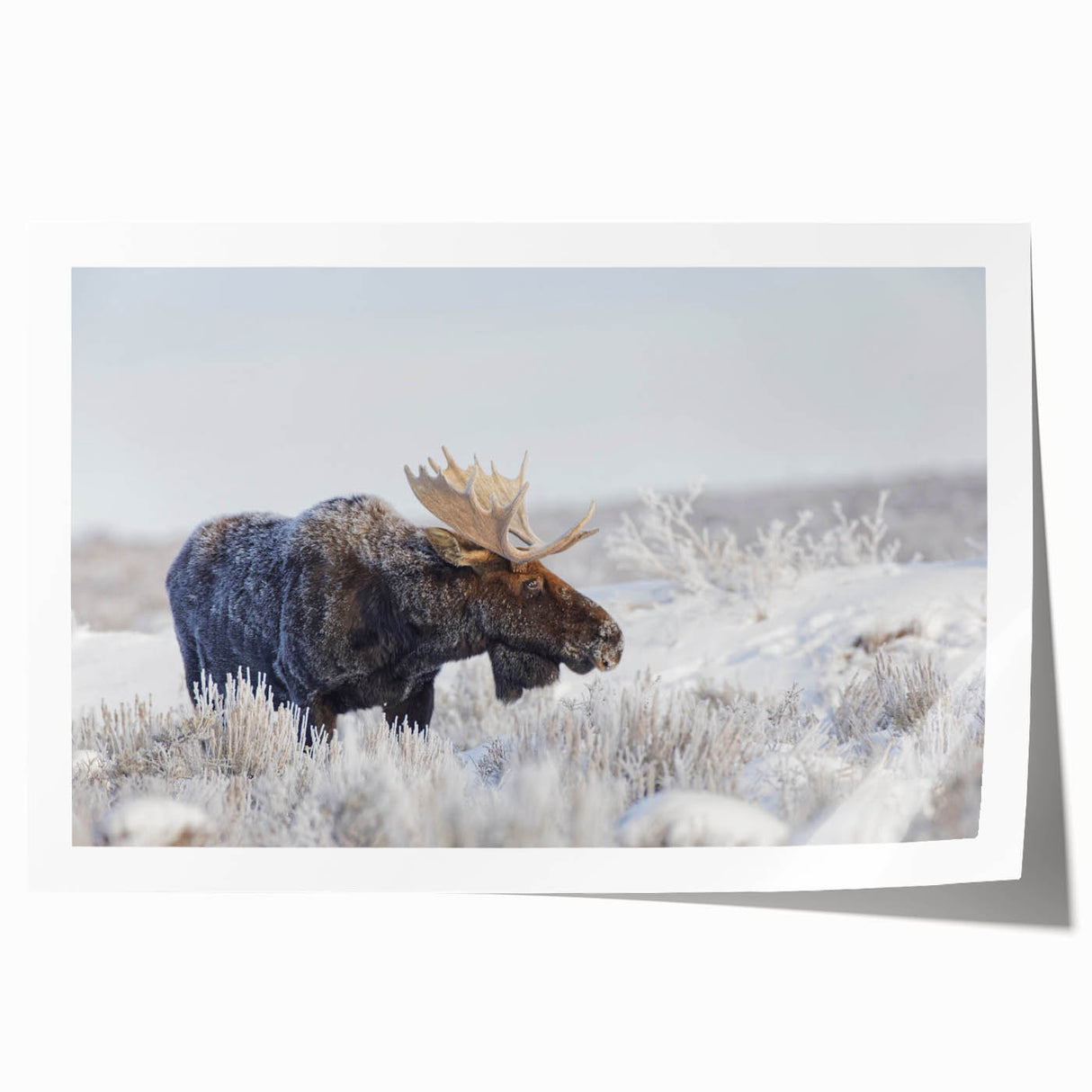 Moose and elk wall art design featuring a vibrant forest background, showcasing detailed wildlife illustrations, ideal for nature enthusiasts and home decor.