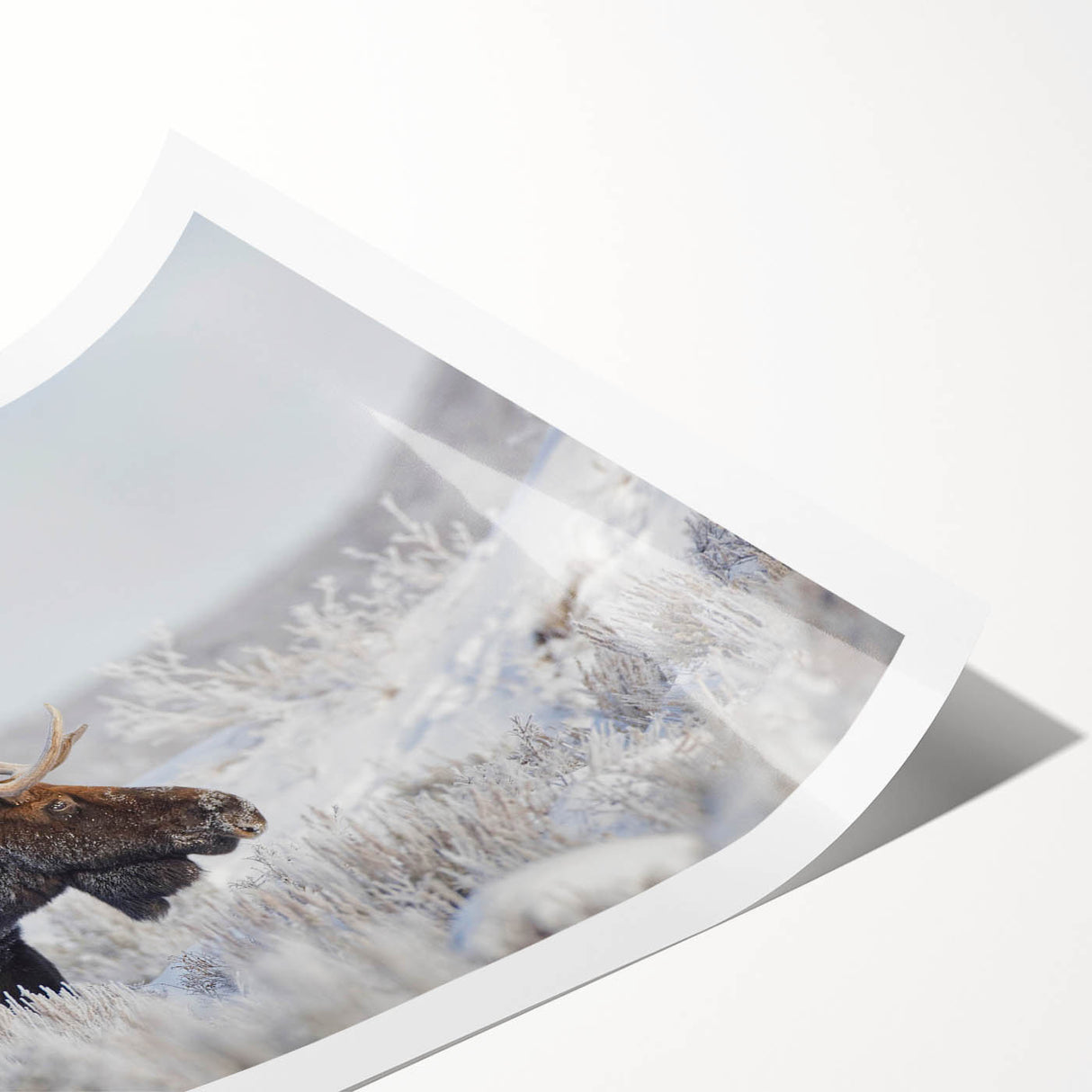 Moose and elk design wall art collection rolled print showcasing intricate wildlife illustrations in earthy tones, ideal for nature enthusiasts' decor.