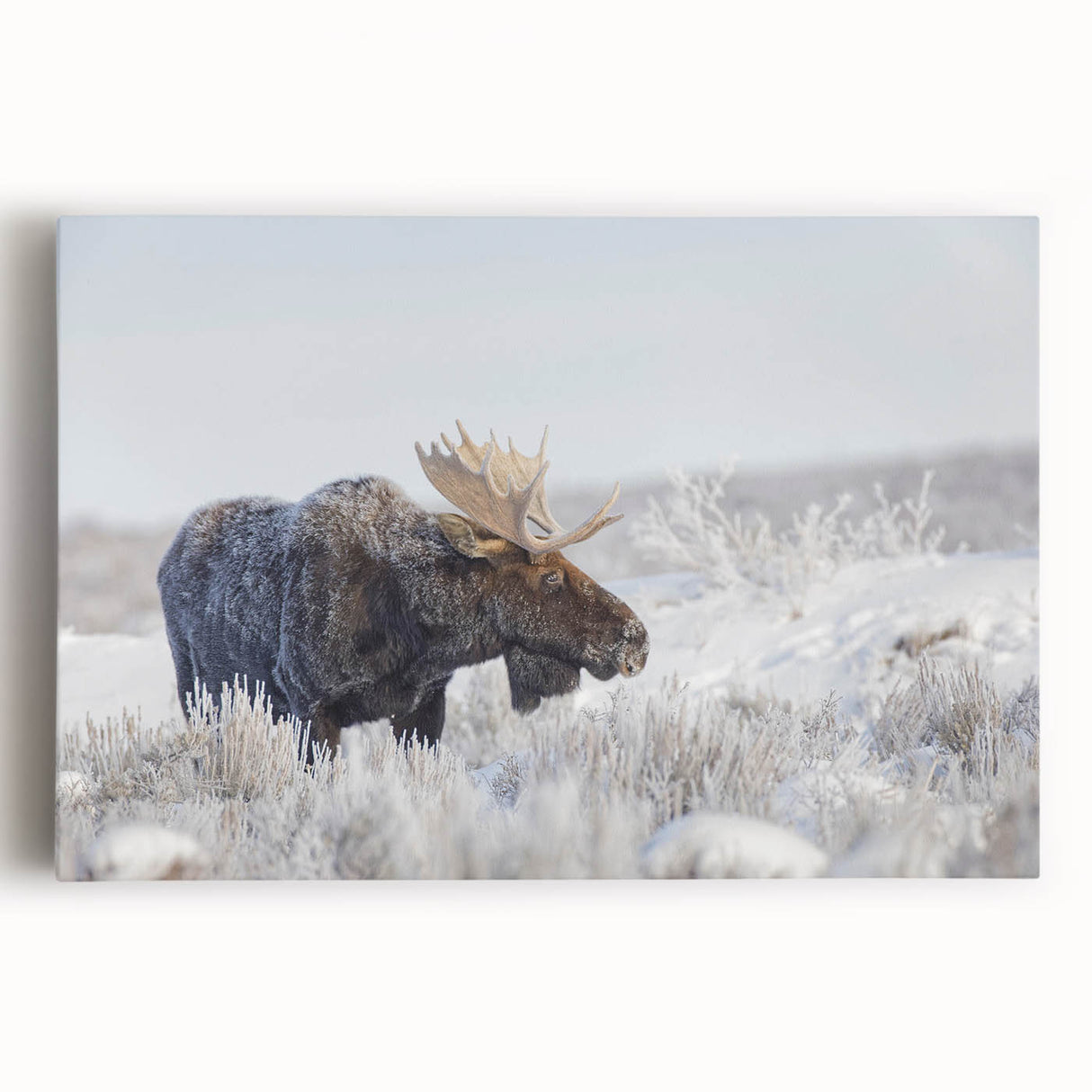 Moose and elk wall art design on stretched canvas, showcasing a front view of the wildlife scene with rich colors and detailed textures, perfect for nature enthusiasts.