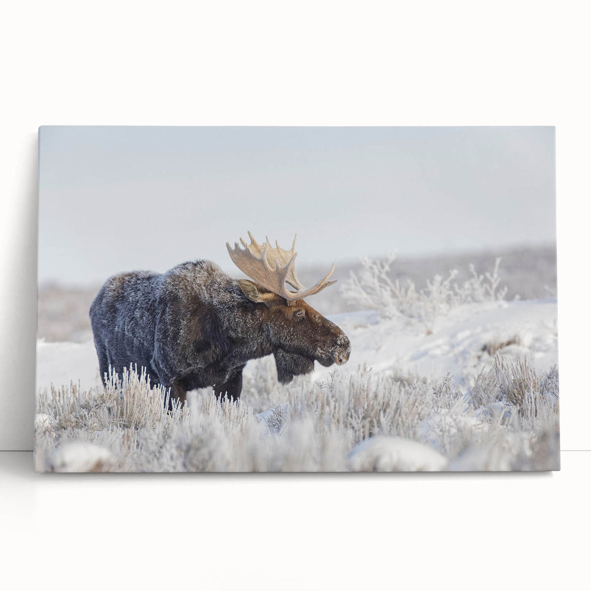 Stretched canvas wall art featuring a moose and elk design, showcasing vibrant colors and detailed wildlife imagery, perfect for nature enthusiasts and home decor.