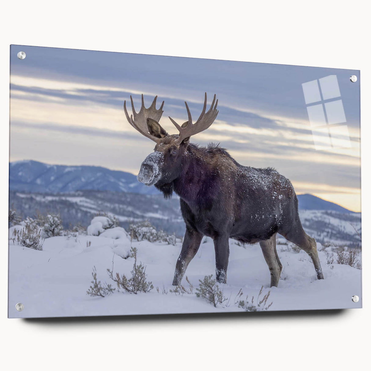 Side view of a 15-piece wall art collection featuring moose and elk designs, printed on acrylic glass, showcasing vibrant colors and intricate details, ideal for nature-themed decor.