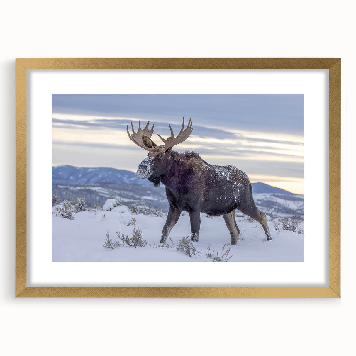Framed wall art collection featuring majestic moose and elk designs in gold accents, showcasing a vibrant wildlife theme, perfect for nature enthusiasts' decor.