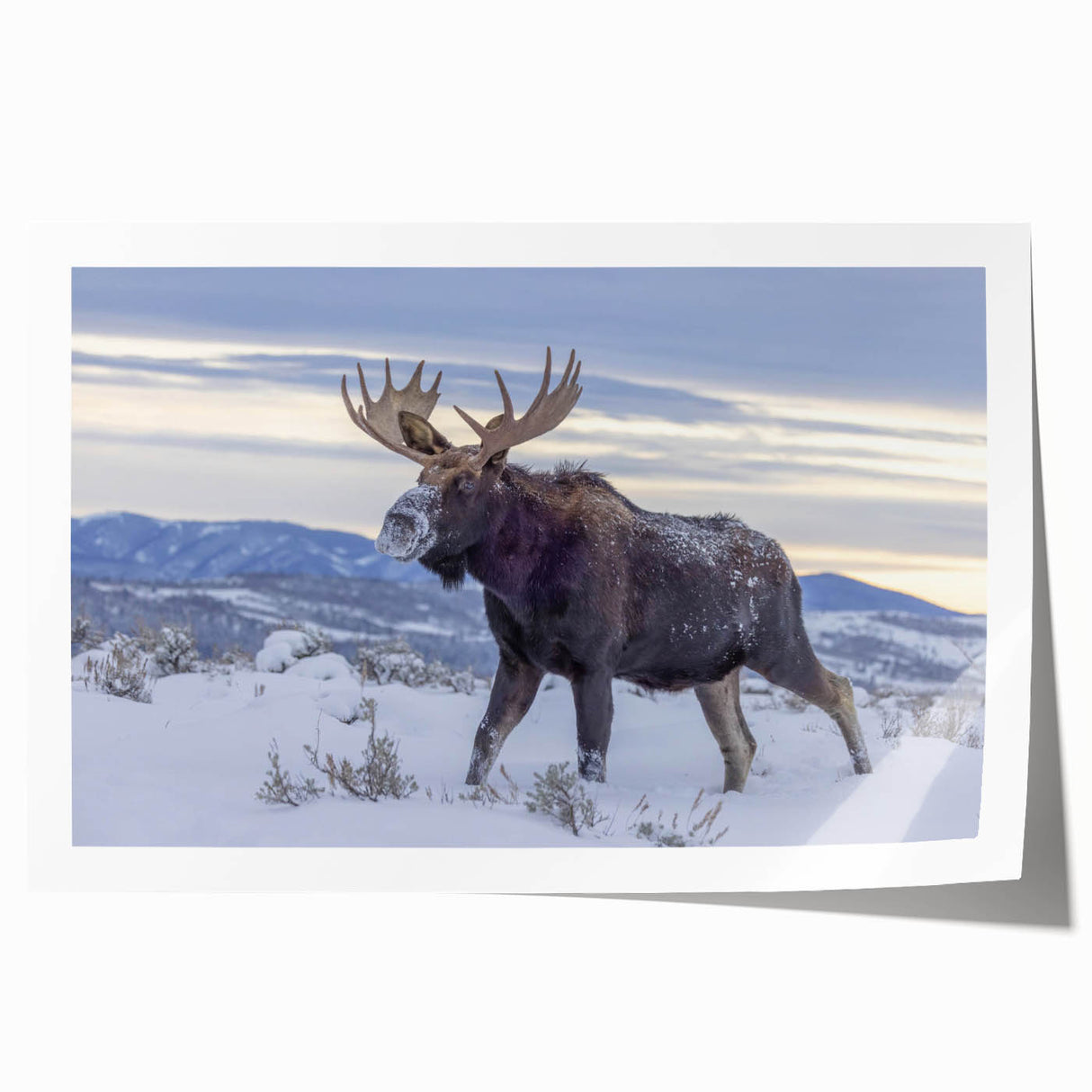 Moose and elk wall art print featuring a vibrant wildlife design with intricate details, rolled for easy display, ideal for nature lovers' home decor.