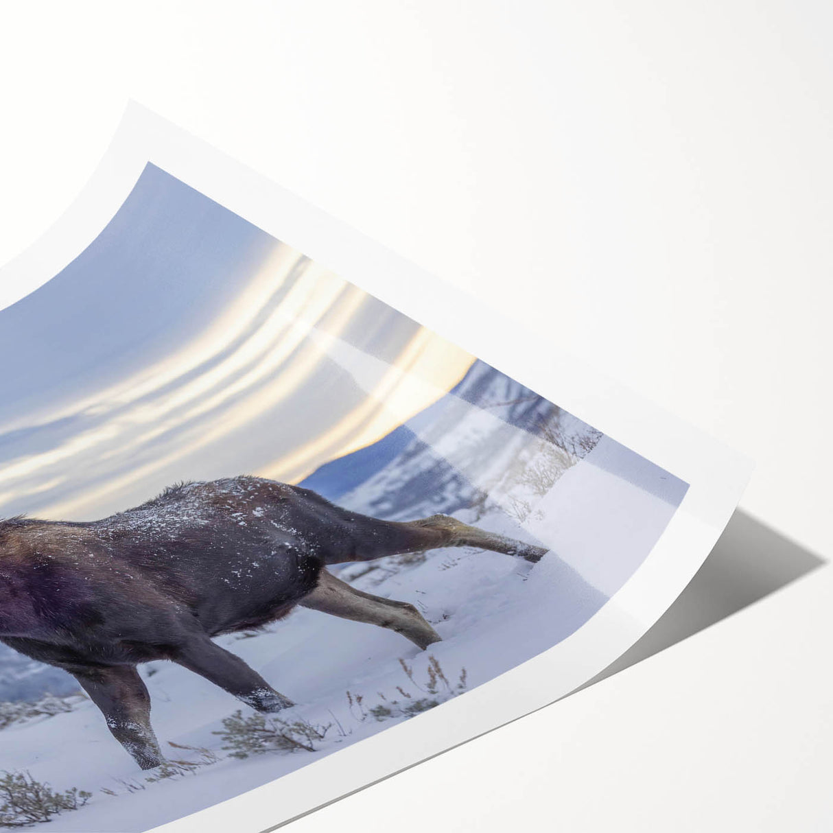 Moose and elk wildlife wall art print showcasing intricate designs in earthy tones, rolled and ready for framing, perfect for nature enthusiasts and home decor.