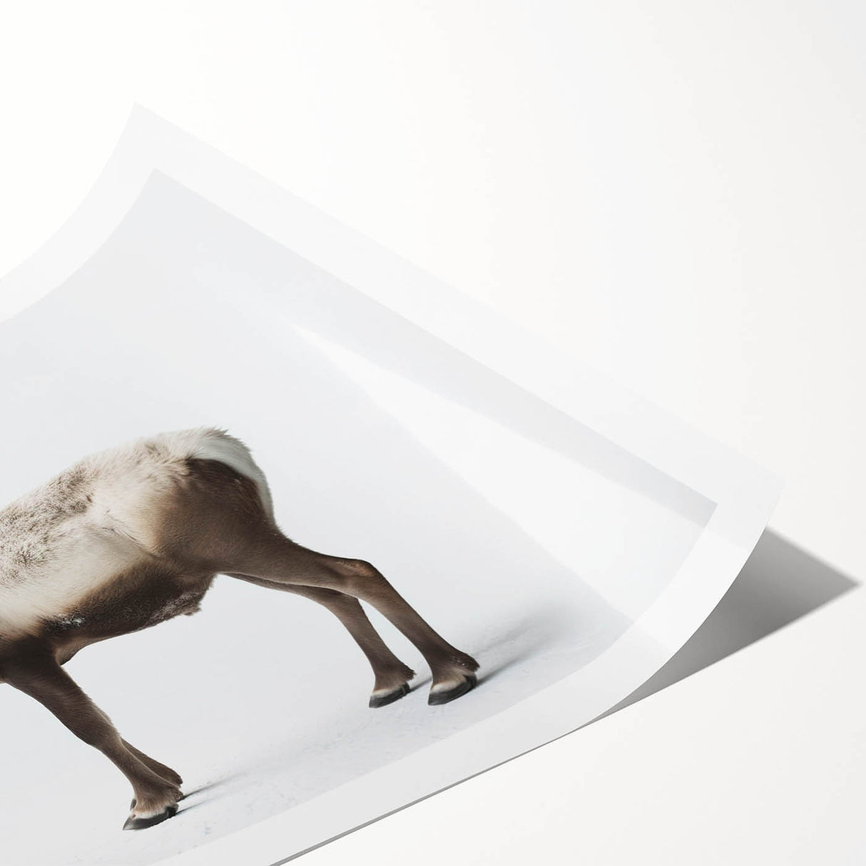 Moose and elk wall art print showcasing a vibrant wildlife design, featuring detailed illustrations of these majestic animals against a natural background, ideal for nature enthusiasts.