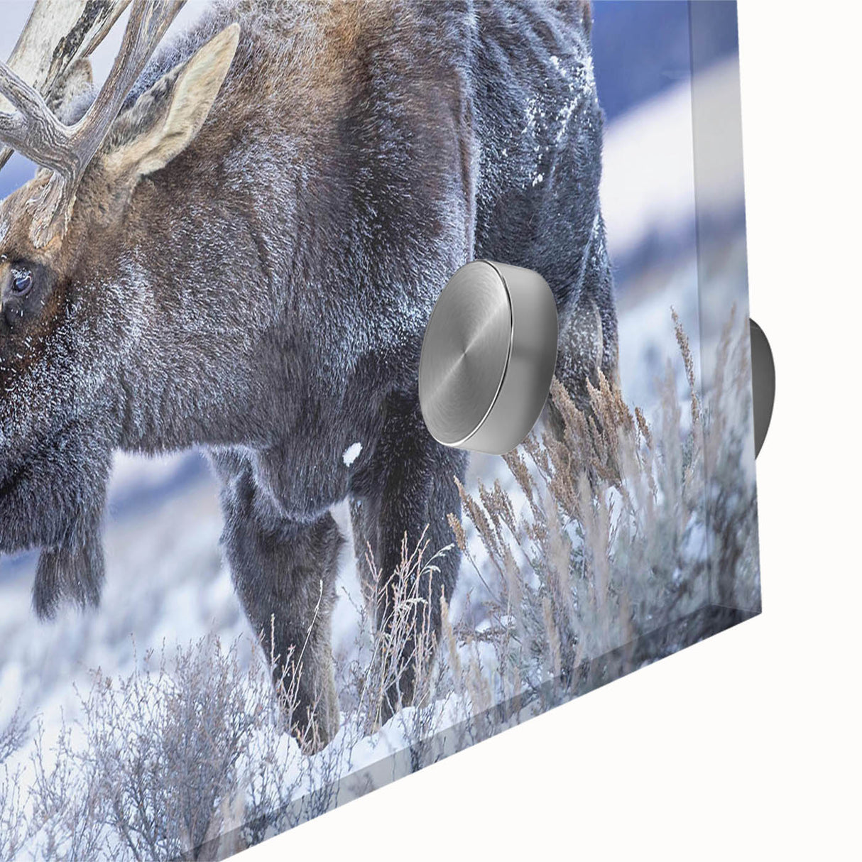 Close-up of a stunning wall art collection featuring a moose and elk design, printed on acrylic glass, showcasing vibrant colors and intricate details, ideal for nature enthusiasts.