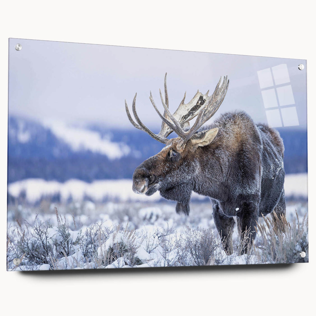 Acrylic wall art collection featuring a side view of a moose and elk design, showcasing intricate details and vibrant colors, ideal for wildlife enthusiasts.