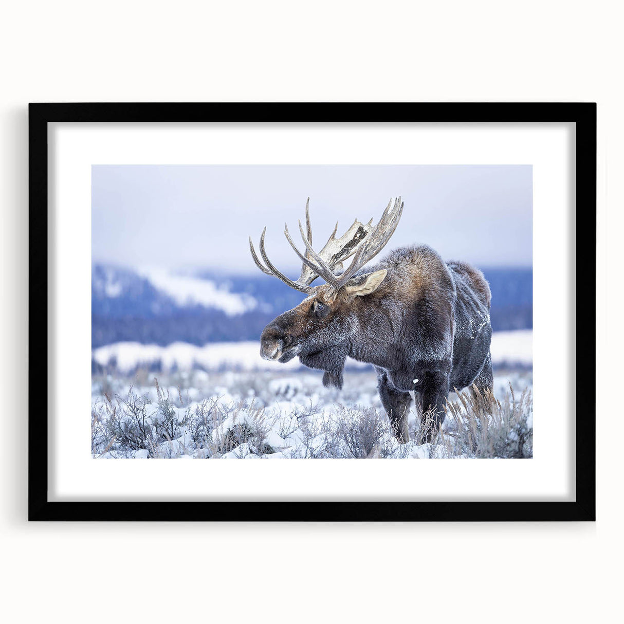 Framed wall art collection featuring a moose and elk design, showcasing intricate wildlife illustrations with a sleek black frame and mat, ideal for nature lovers.