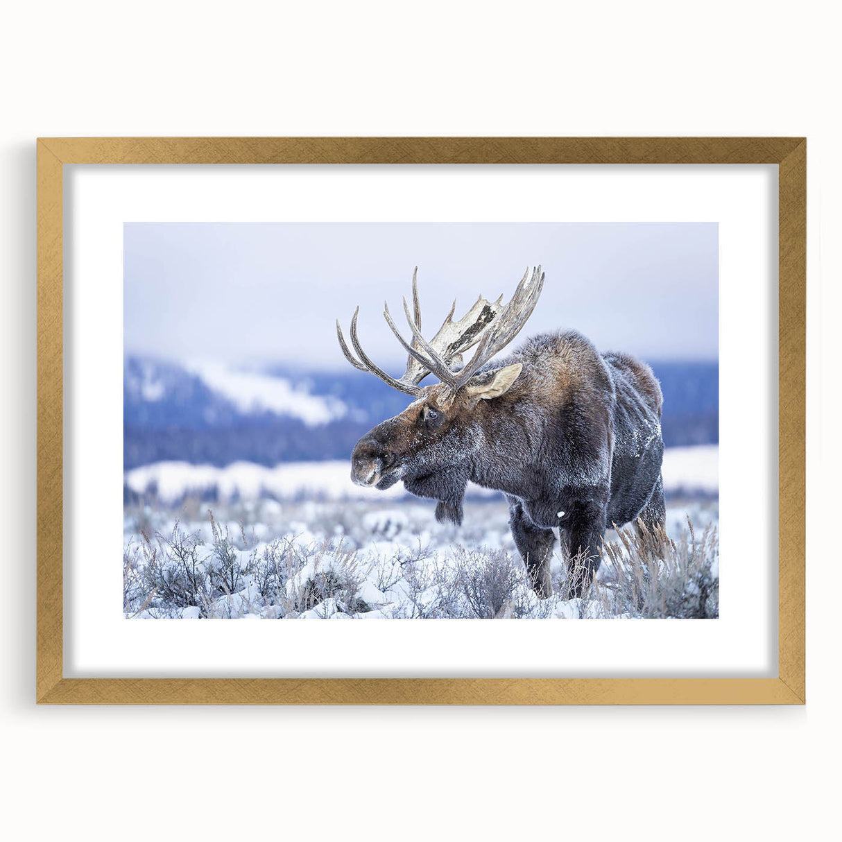Gold-framed wall art collection showcasing a moose and elk design, featuring intricate wildlife illustrations and a mat, ideal for nature enthusiasts.