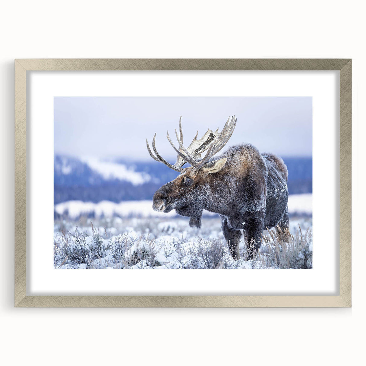 Framed wall art collection featuring a moose and elk design, showcasing intricate wildlife illustrations in silver frame with matting, perfect for nature enthusiasts.