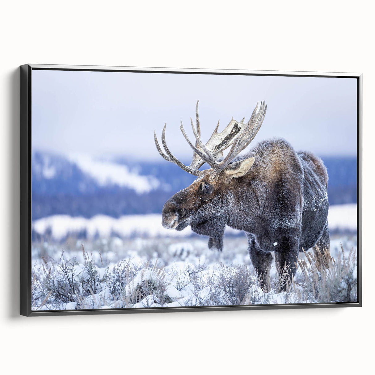 Framed canvas wall art showcasing a moose and elk design, featuring intricate details and a black frame, perfect for nature lovers and wildlife enthusiasts.