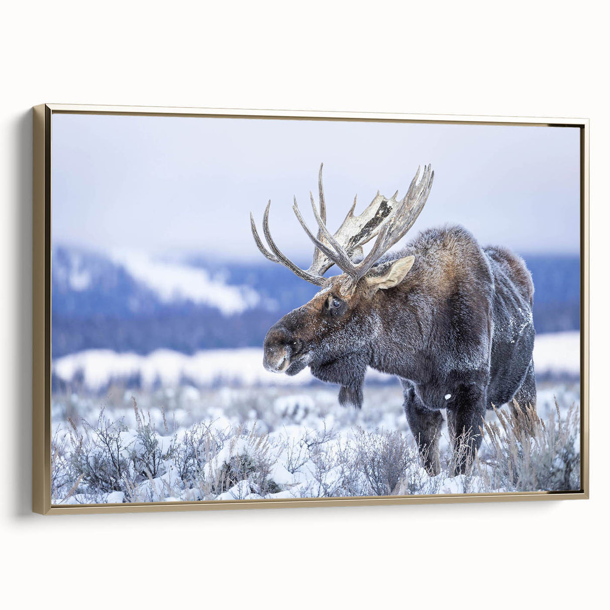 Framed wall art collection showcasing a moose and elk design in gold tones, set against a textured background, ideal for wildlife enthusiasts and home decor.