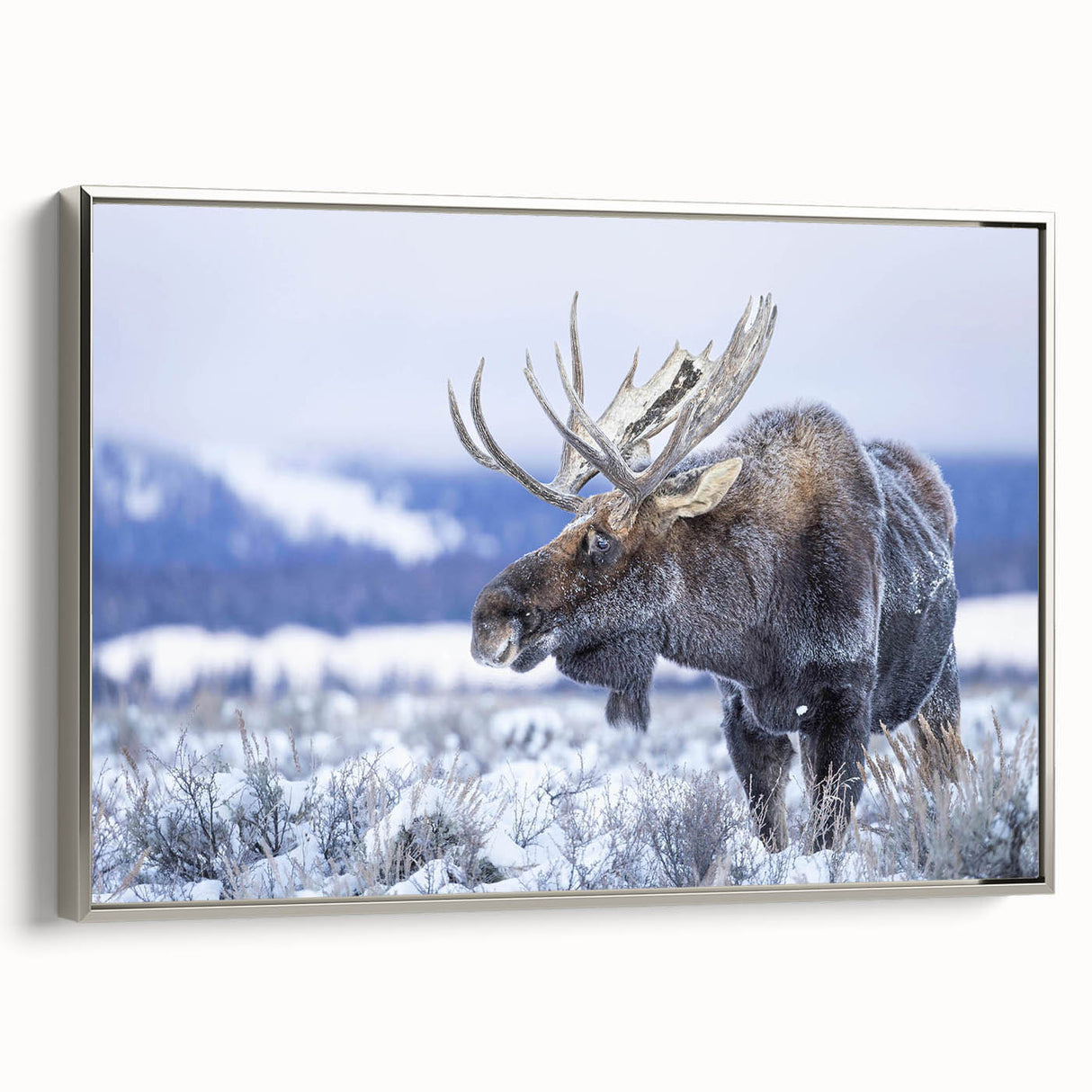 Framed wall art collection showcasing a silver side-view design of a moose and elk, featuring intricate details and vibrant colors, perfect for wildlife enthusiasts.