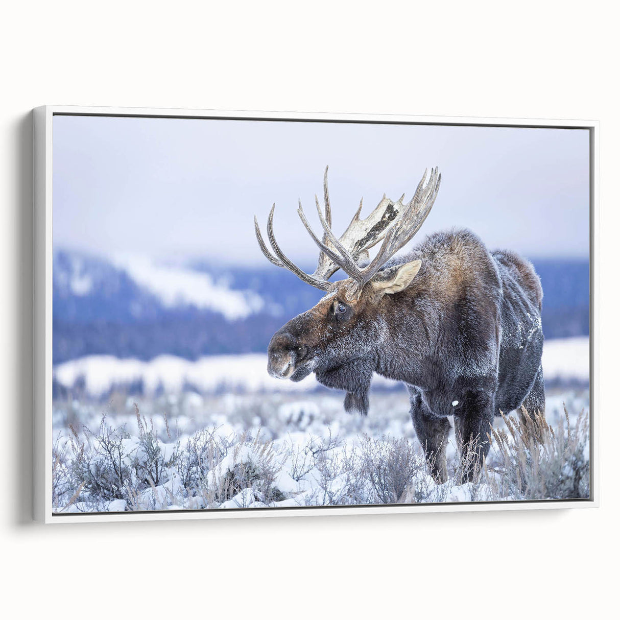 Framed canvas wall art showcasing a moose and elk design in a natural setting, featuring rich colors and detailed wildlife imagery, ideal for nature enthusiasts.