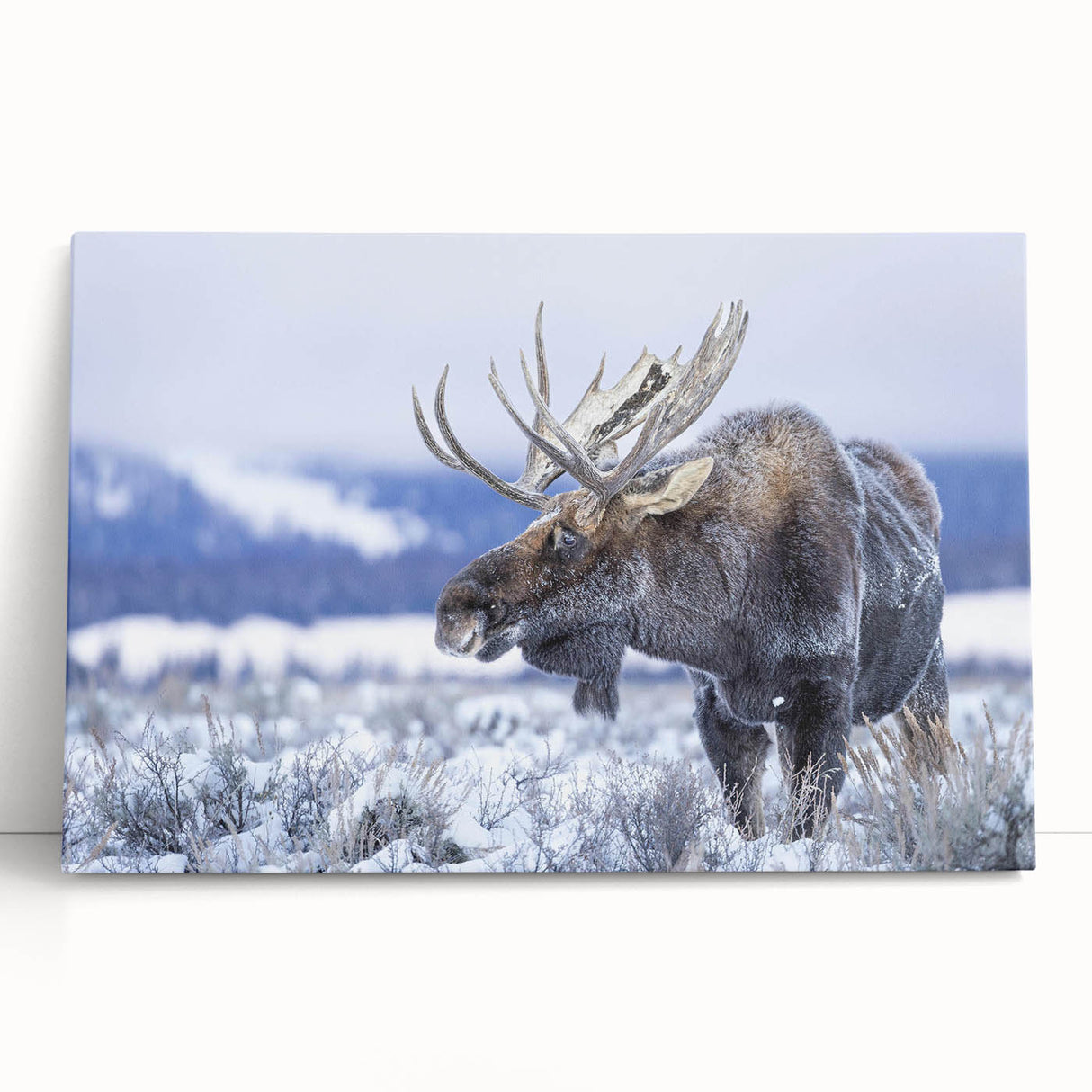 Stretched canvas wall art showcasing a moose and elk design, featuring vibrant colors and intricate details, perfect for wildlife enthusiasts and nature lovers' decor.