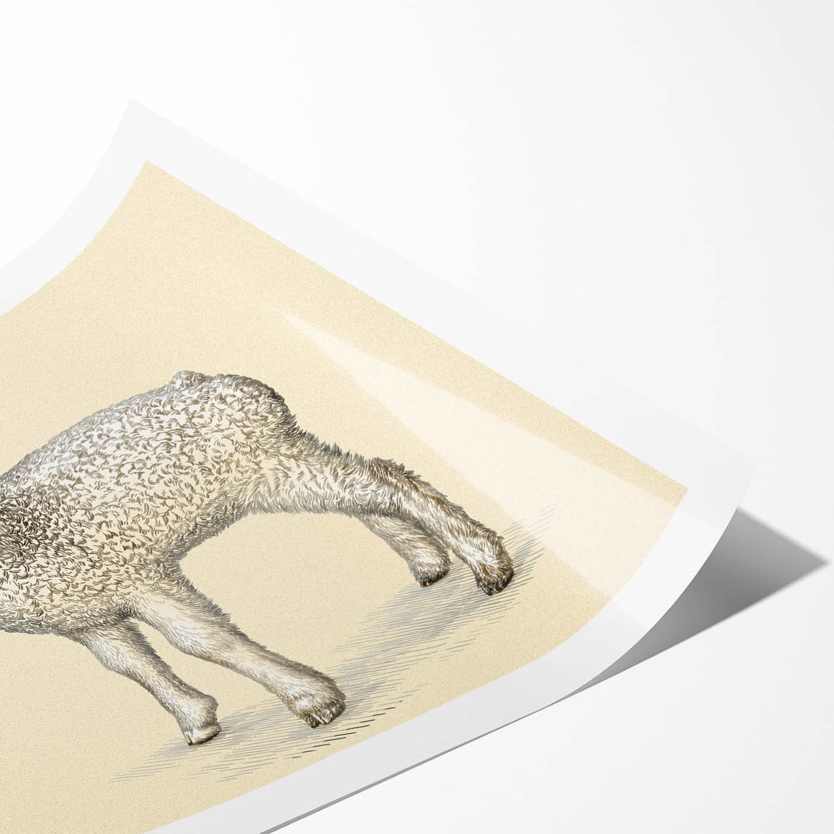 Rolled print of a sheep design from a wildlife wall art collection, featuring intricate details and vibrant colors, perfect for home decor.