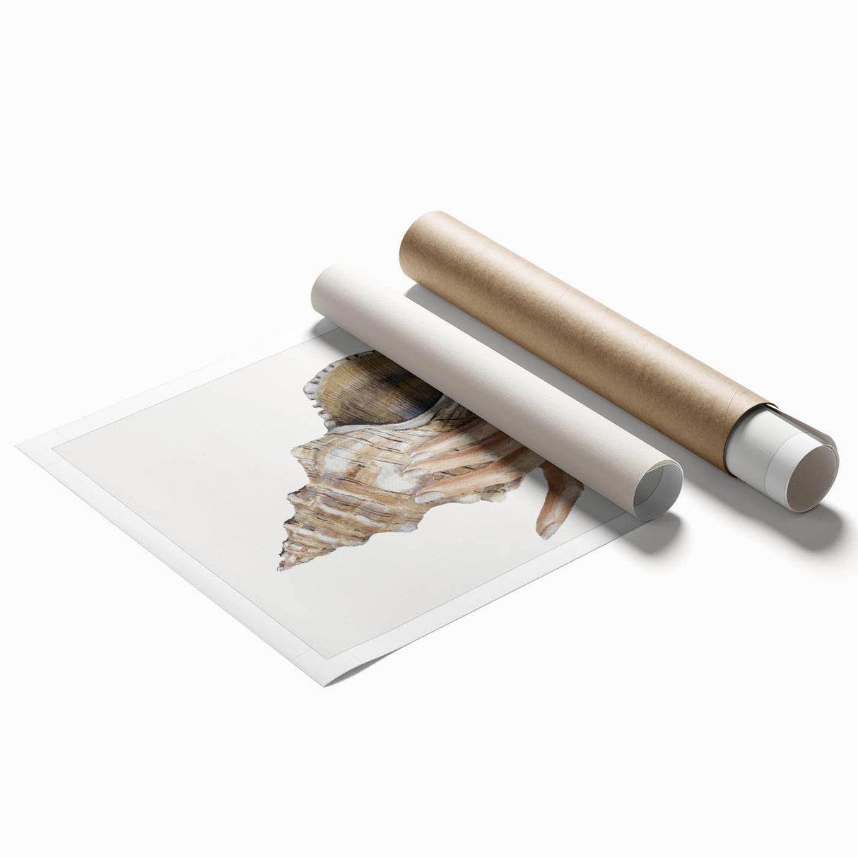 Coastal Wall Art - Nautical Conch Shell Print for Beach-Themed Decor