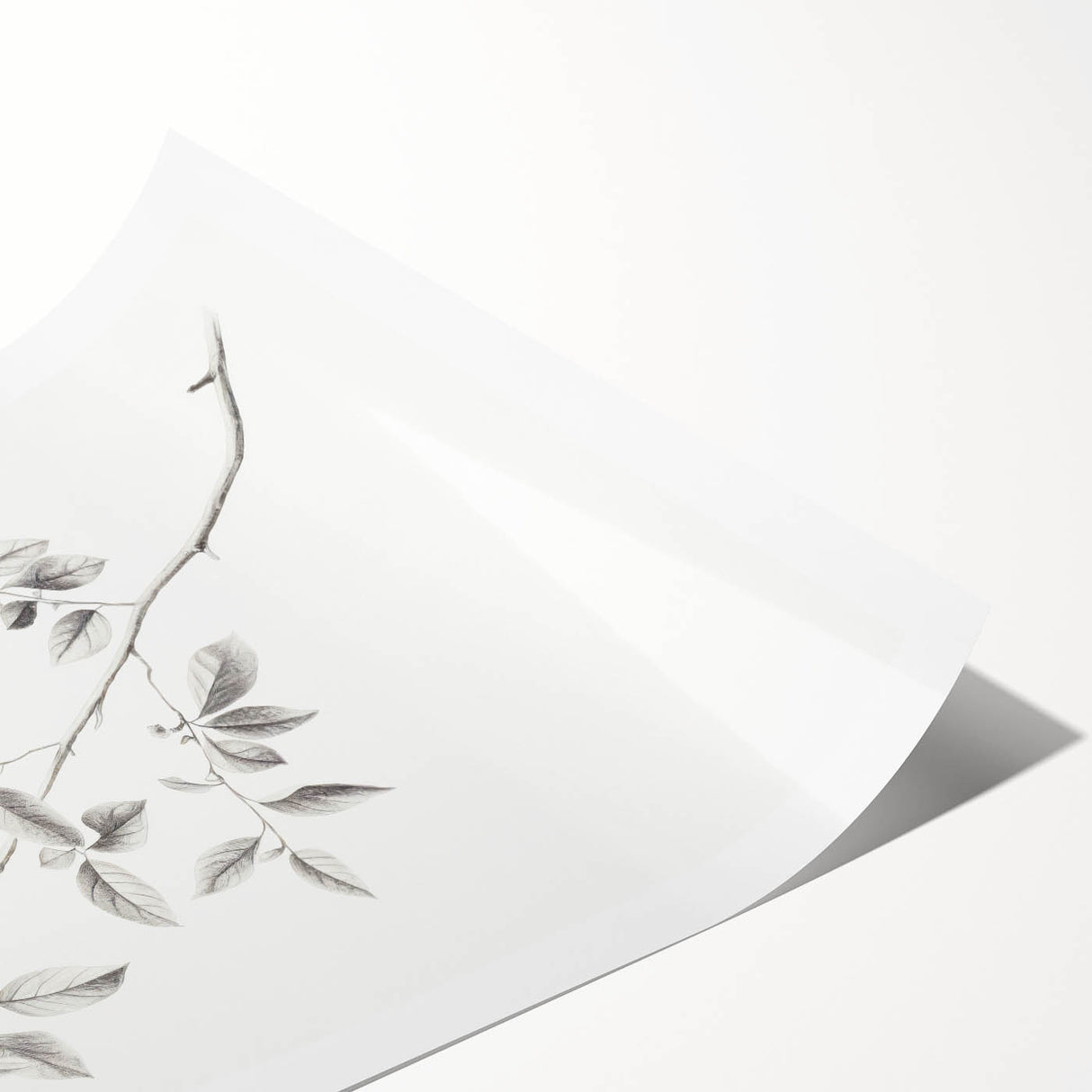 Minimalist Leaf Sketch – Elegant Pencil Drawing of a Branch