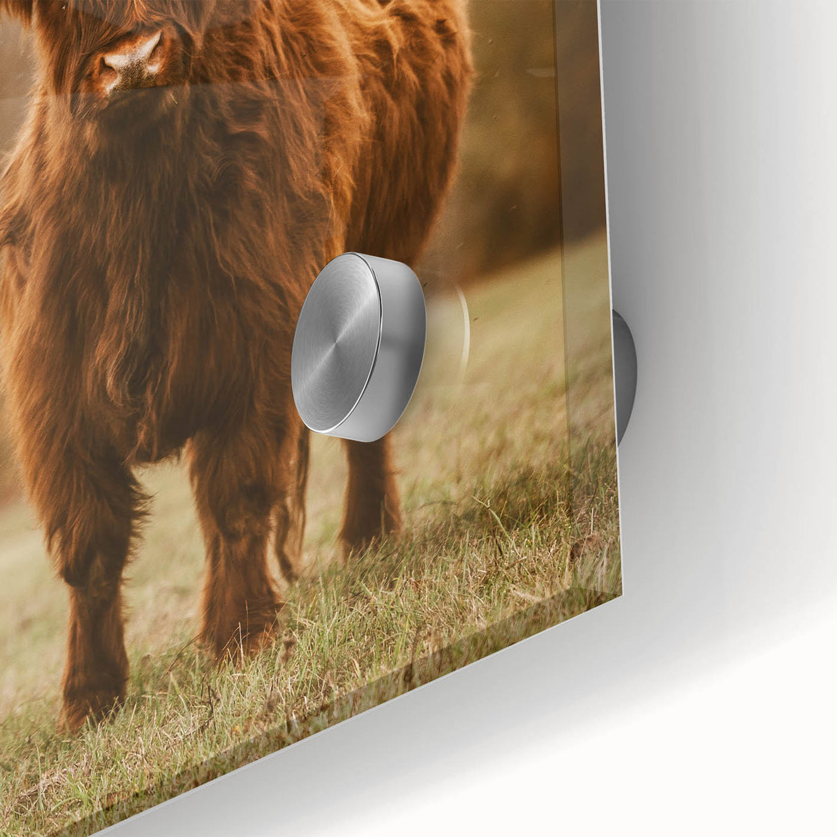 Rustic Wall Art - Highland Cow in Pasture for Farmhouse Nature Decor