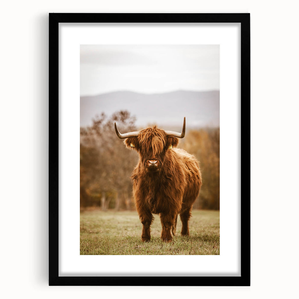 Rustic Wall Art - Highland Cow in Pasture for Farmhouse Nature Decor