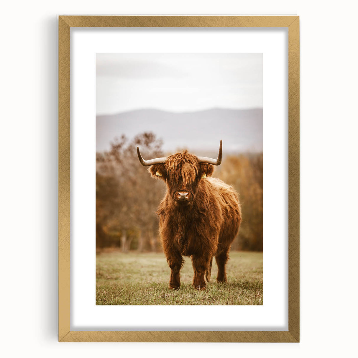 Rustic Wall Art - Highland Cow in Pasture for Farmhouse Nature Decor