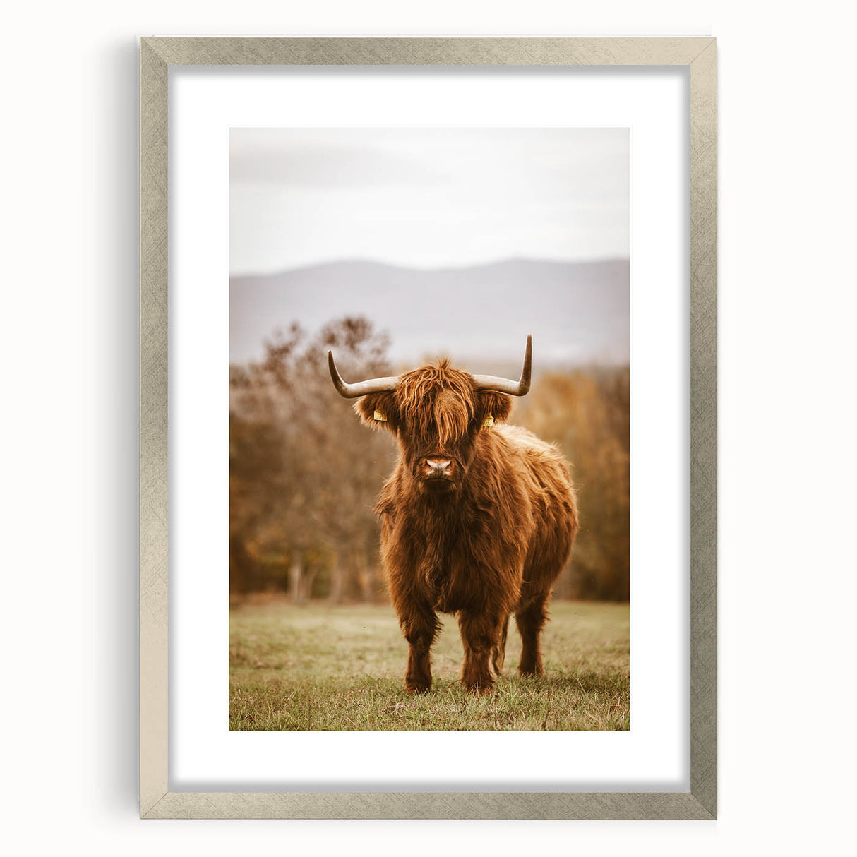 Rustic Wall Art - Highland Cow in Pasture for Farmhouse Nature Decor