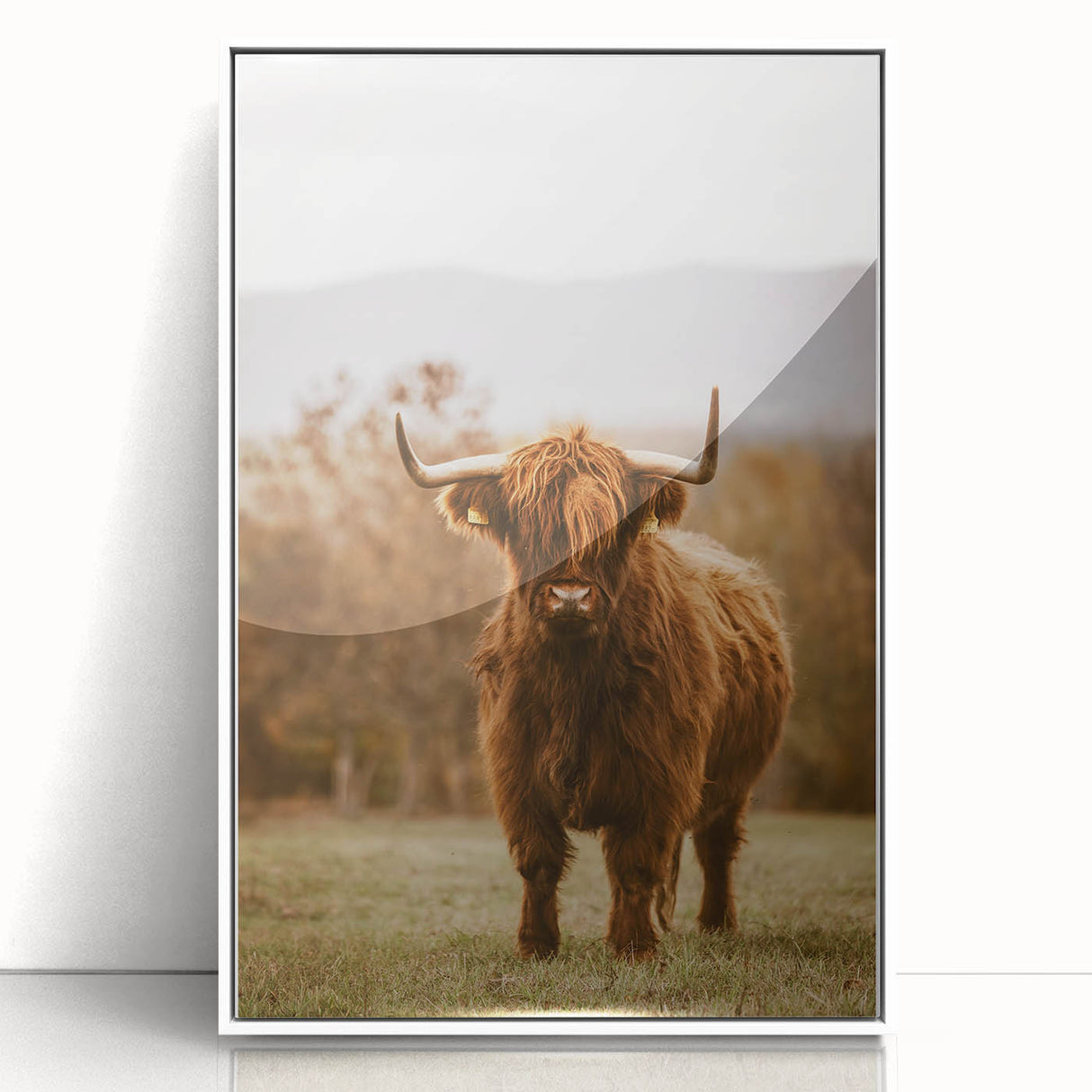 Rustic Wall Art - Highland Cow in Pasture for Farmhouse Nature Decor