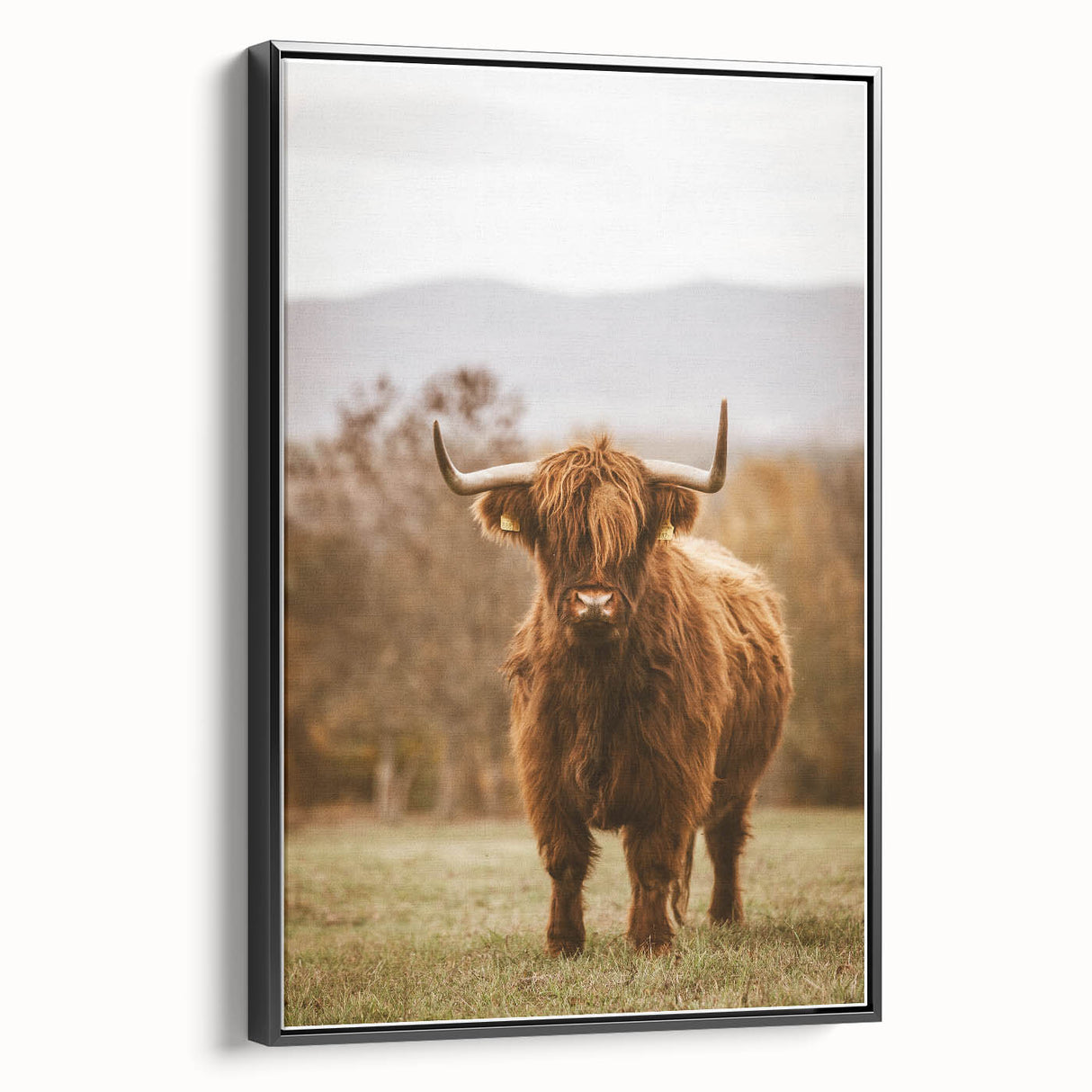 Rustic Wall Art - Highland Cow in Pasture for Farmhouse Nature Decor
