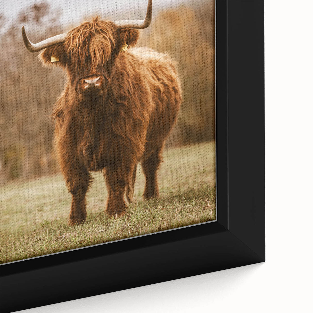 Rustic Wall Art - Highland Cow in Pasture for Farmhouse Nature Decor
