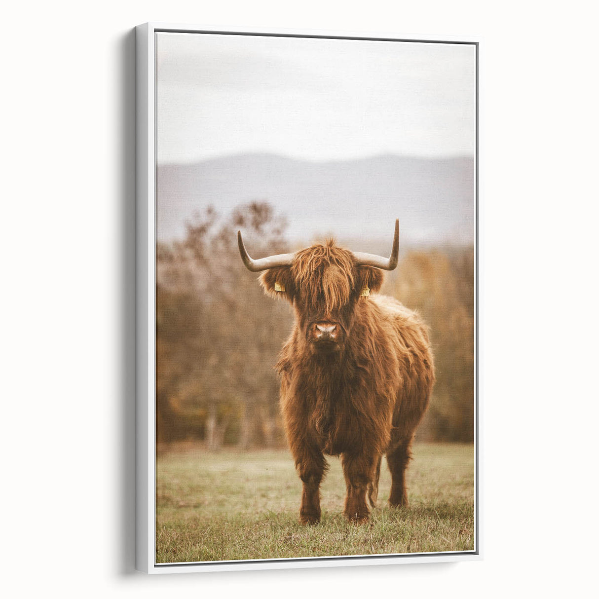 Rustic Wall Art - Highland Cow in Pasture for Farmhouse Nature Decor