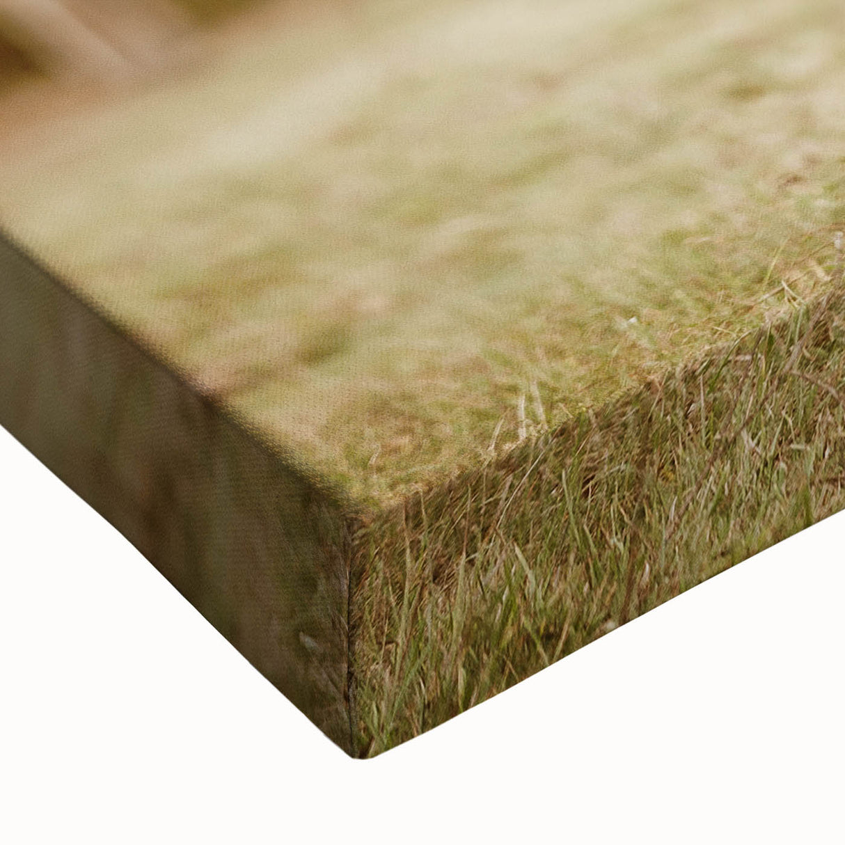 Rustic Wall Art - Highland Cow in Pasture for Farmhouse Nature Decor