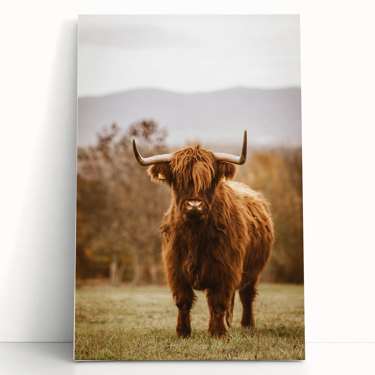 Rustic Wall Art - Highland Cow in Pasture for Farmhouse Nature Decor