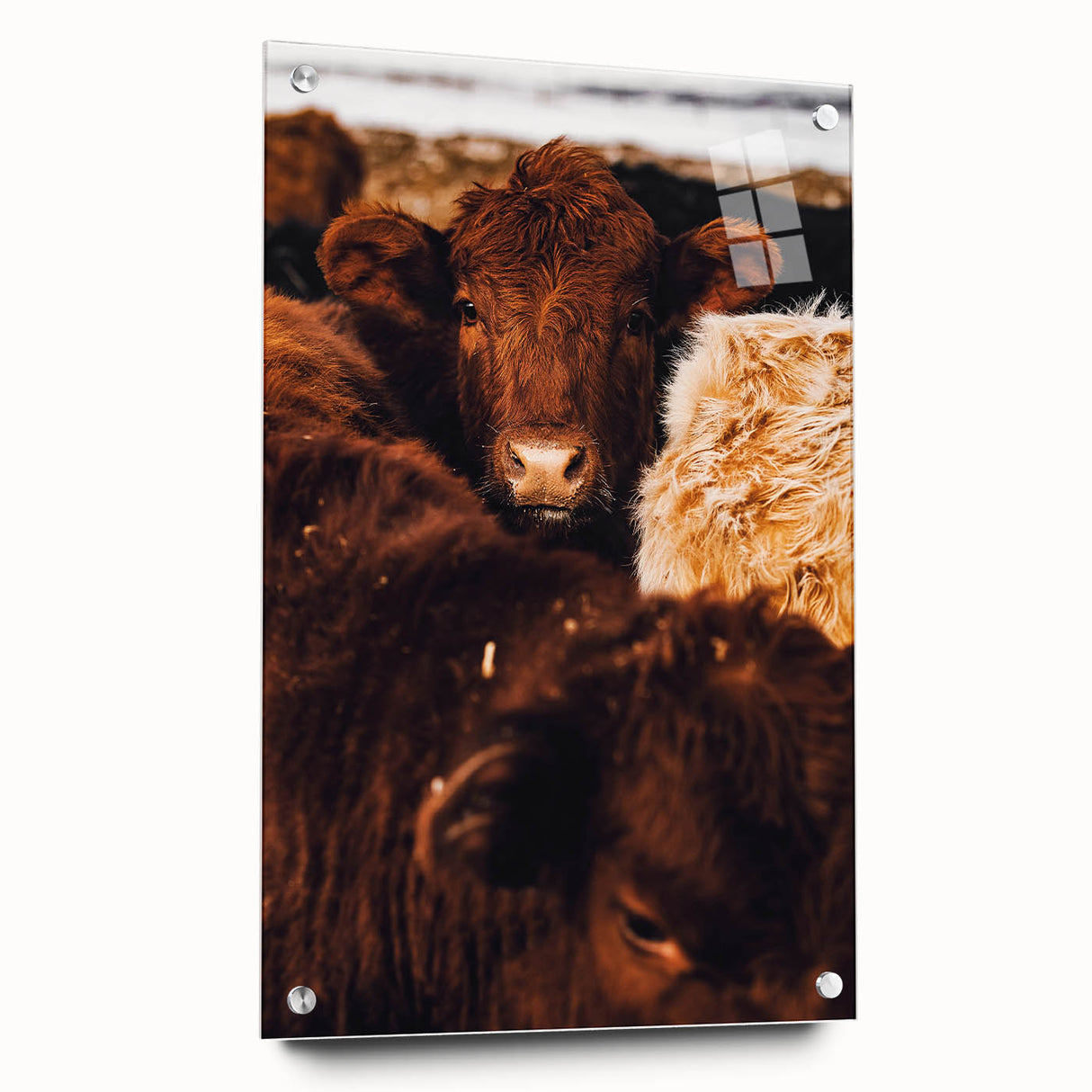 Rustic Farm Animal Wall Art - Close-Up Brown Calf for Farmhouse Decor