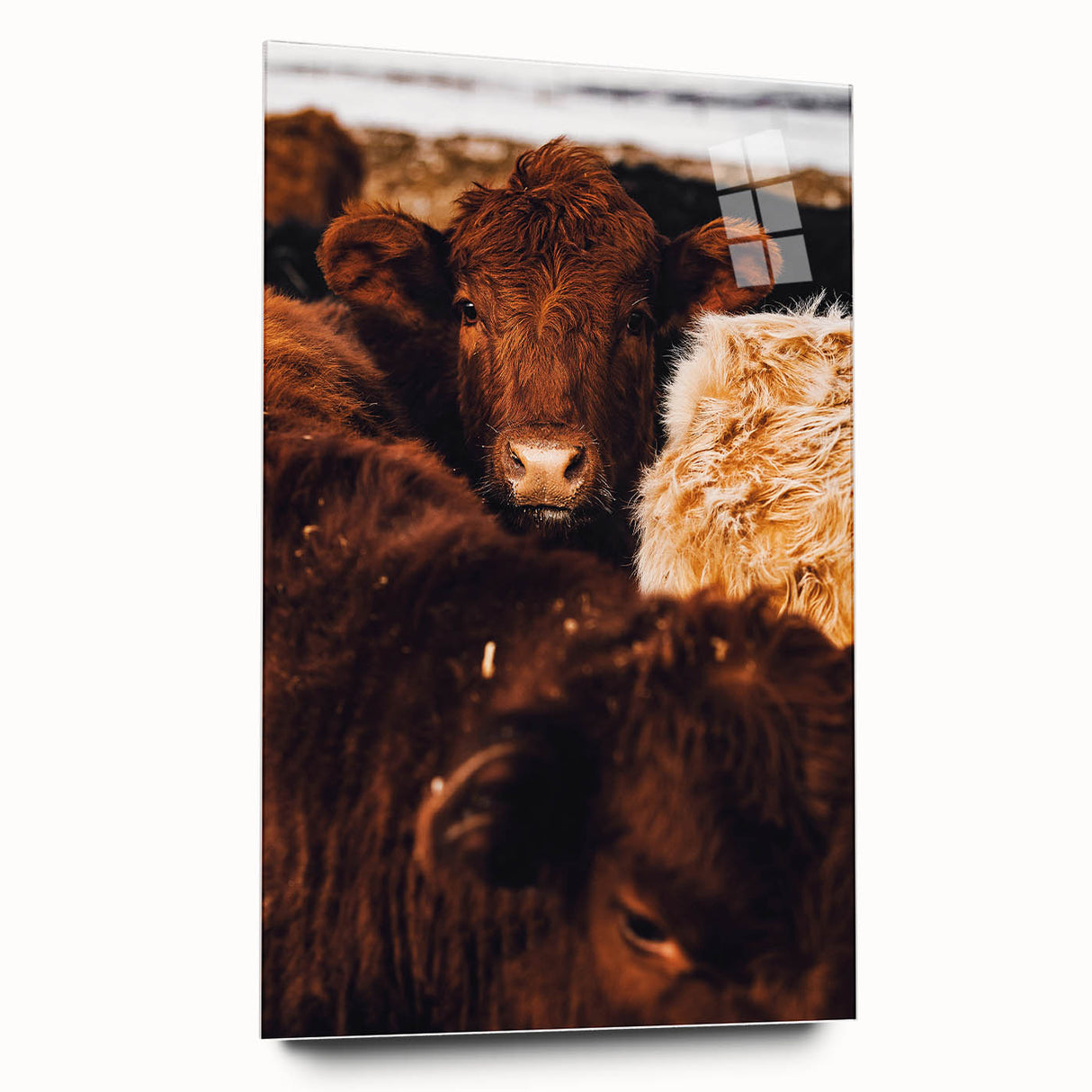Rustic Farm Animal Wall Art - Close-Up Brown Calf for Farmhouse Decor