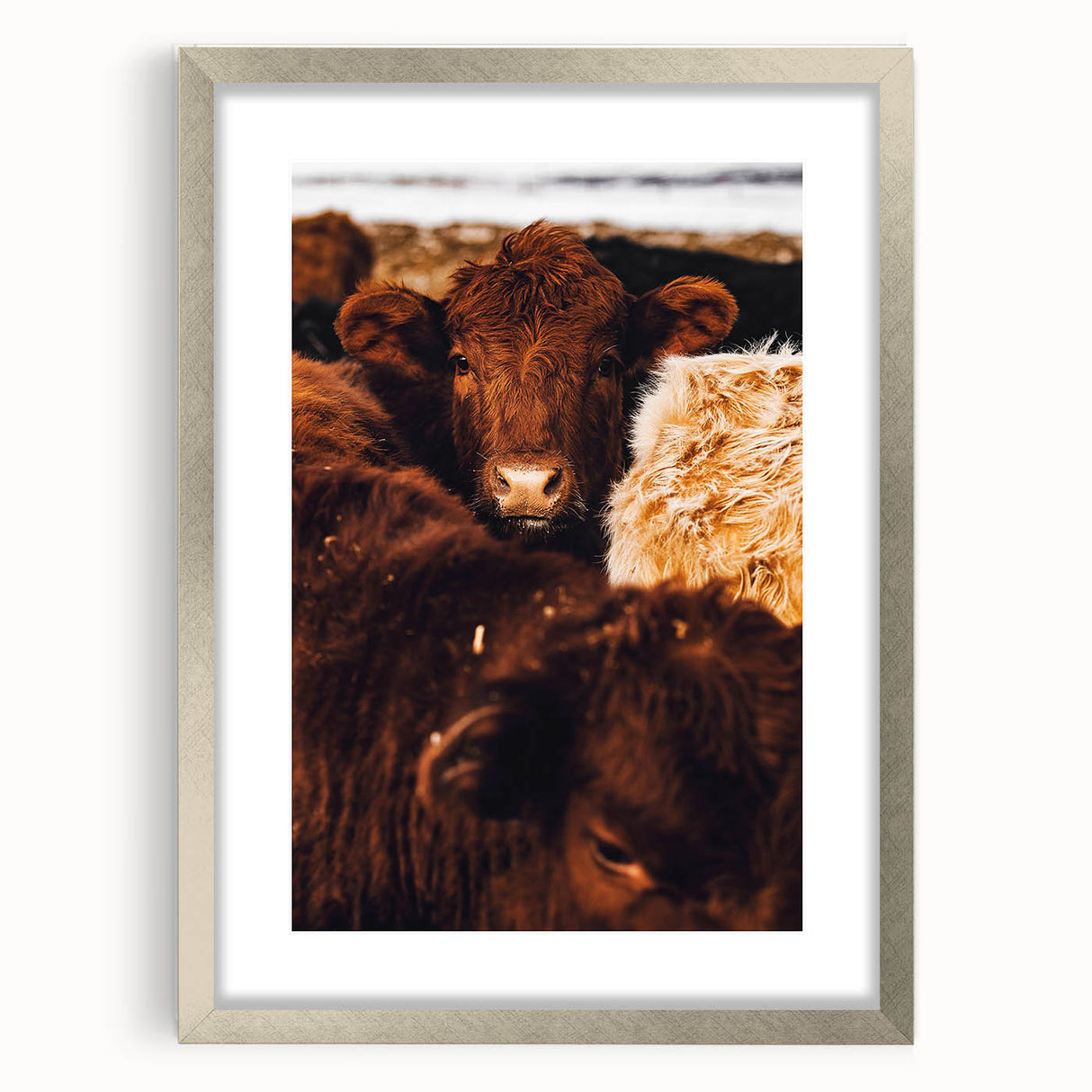 Rustic Farm Animal Wall Art - Close-Up Brown Calf for Farmhouse Decor