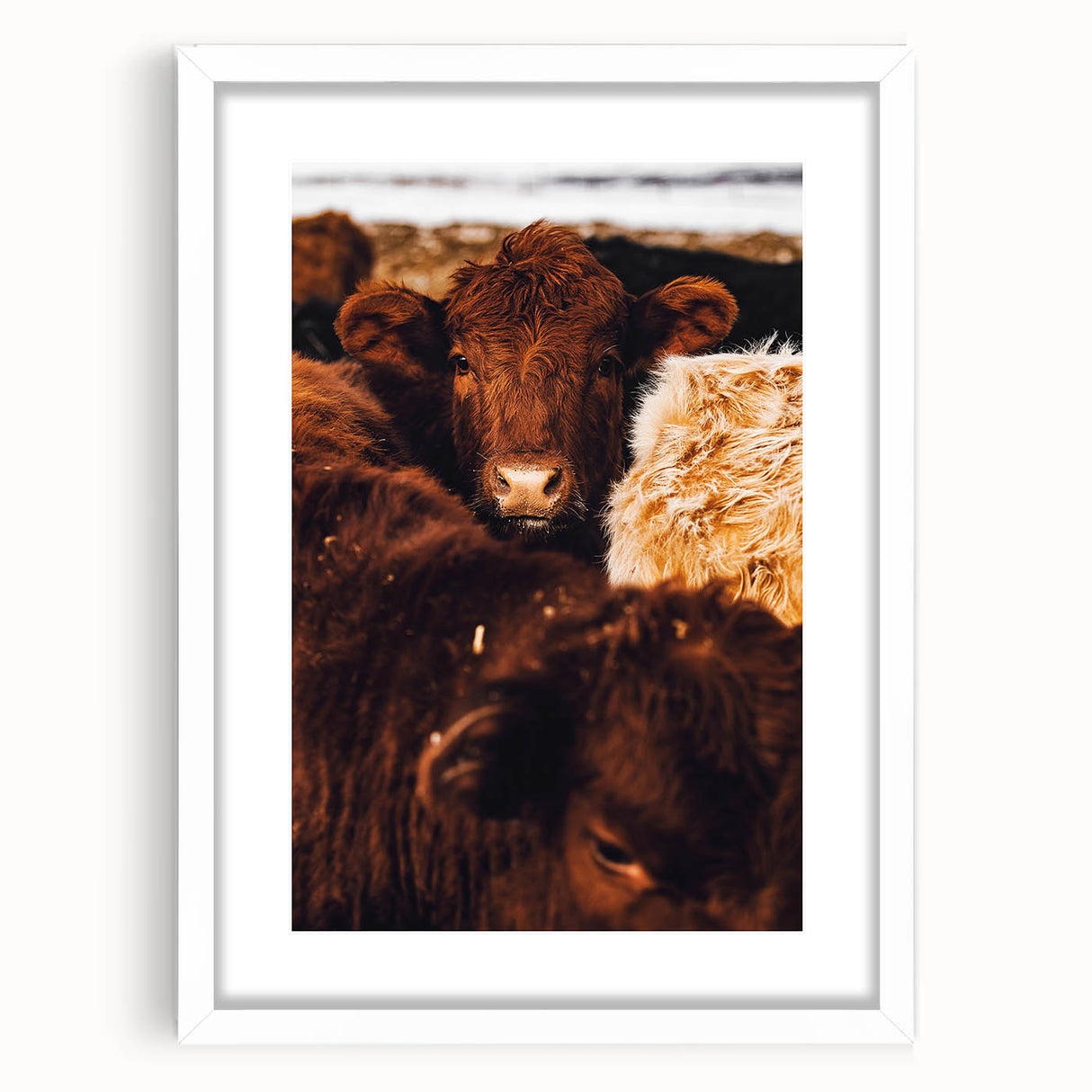 Rustic Farm Animal Wall Art - Close-Up Brown Calf for Farmhouse Decor