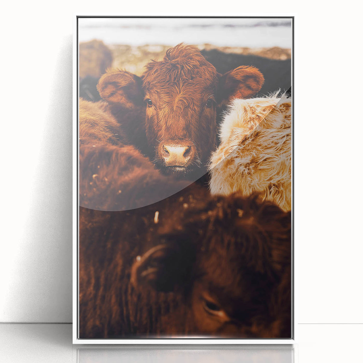 Rustic Farm Animal Wall Art - Close-Up Brown Calf for Farmhouse Decor
