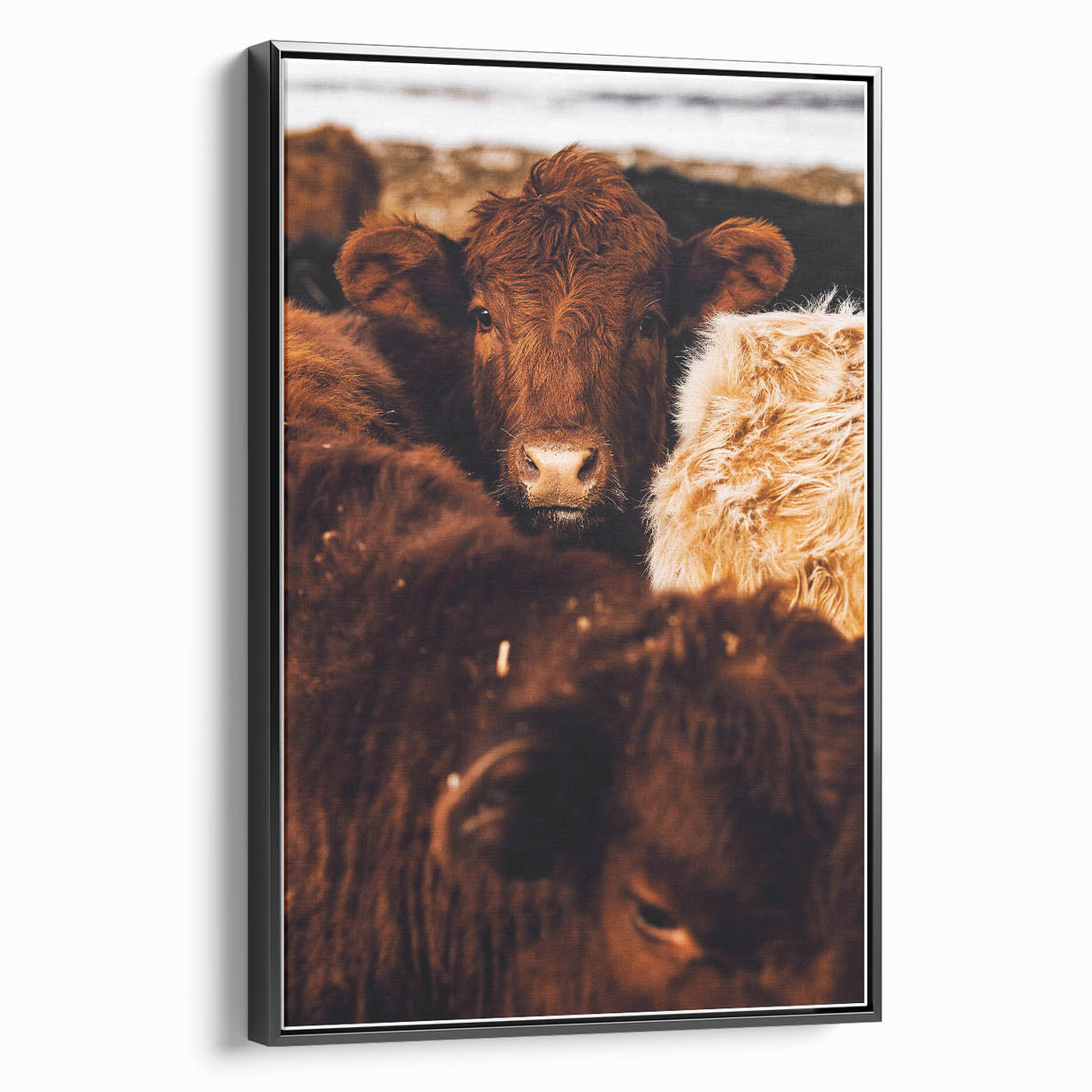 Rustic Farm Animal Wall Art - Close-Up Brown Calf for Farmhouse Decor