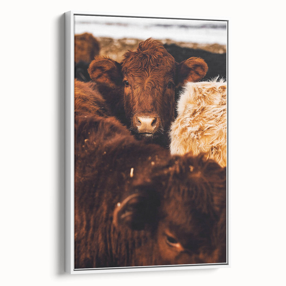 Rustic Farm Animal Wall Art - Close-Up Brown Calf for Farmhouse Decor