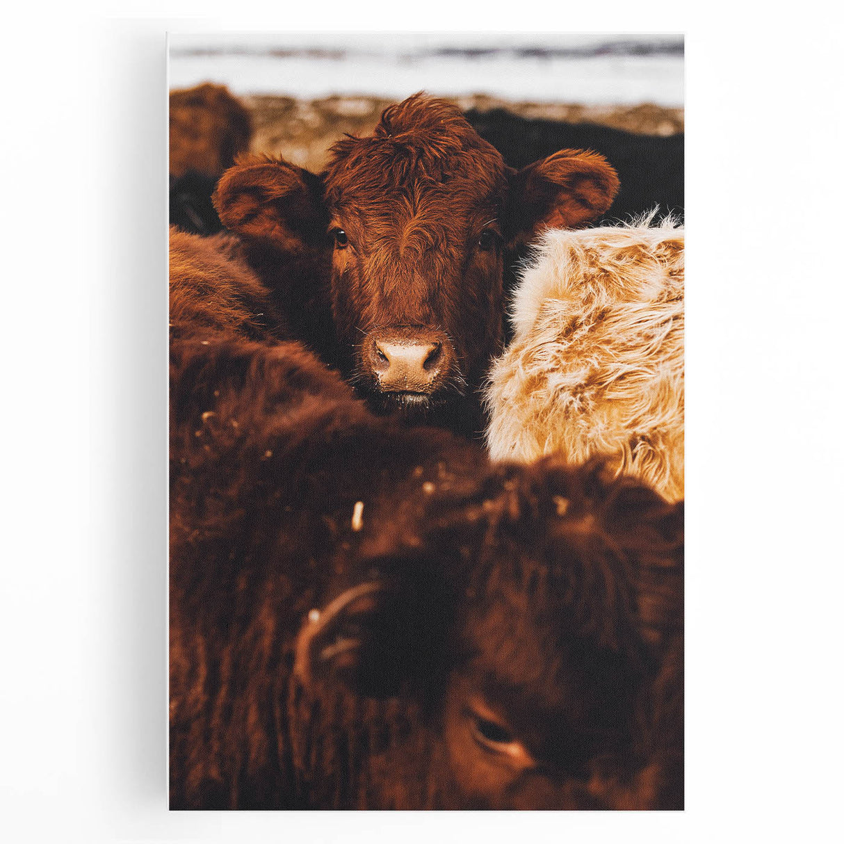 Rustic Farm Animal Wall Art - Close-Up Brown Calf for Farmhouse Decor