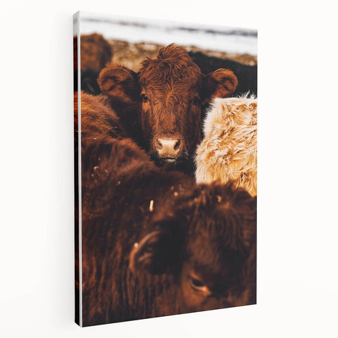 Rustic Farm Animal Wall Art - Close-Up Brown Calf for Farmhouse Decor