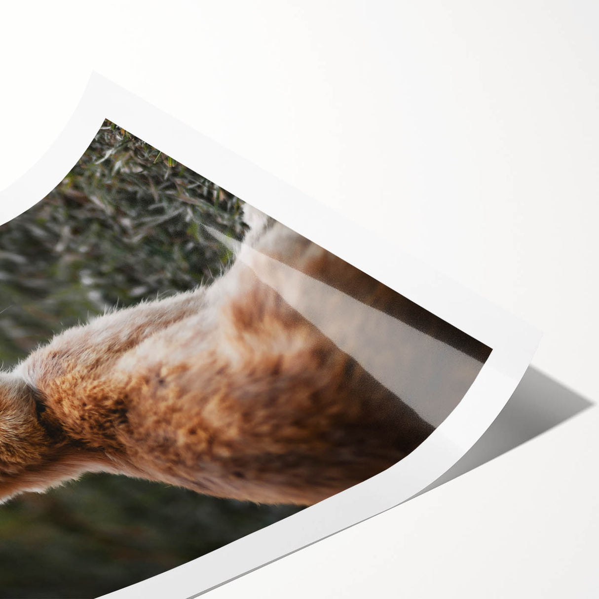 Rustic Bunny Wall Art – Farmhouse Decor with Natural Wildlife Charm