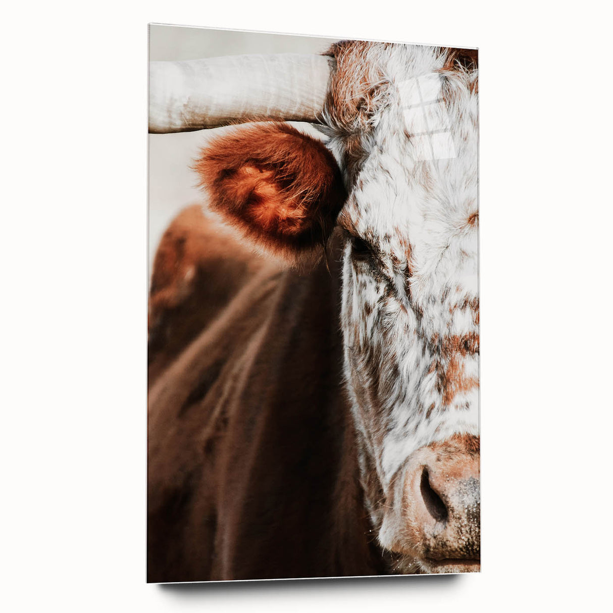 Rustic Cow Close-Up Wall Art – Farmhouse Animal Decor for Cozy Spaces