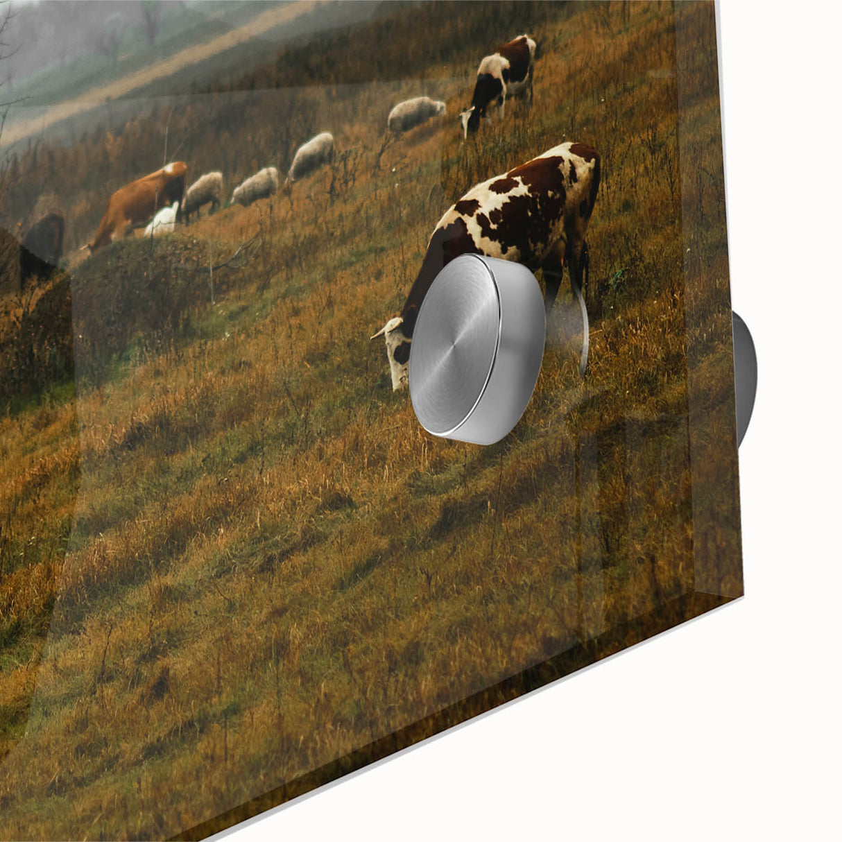 Rustic Farm Landscape Wall Art – Grazing Cows in Serene Pasture Scene