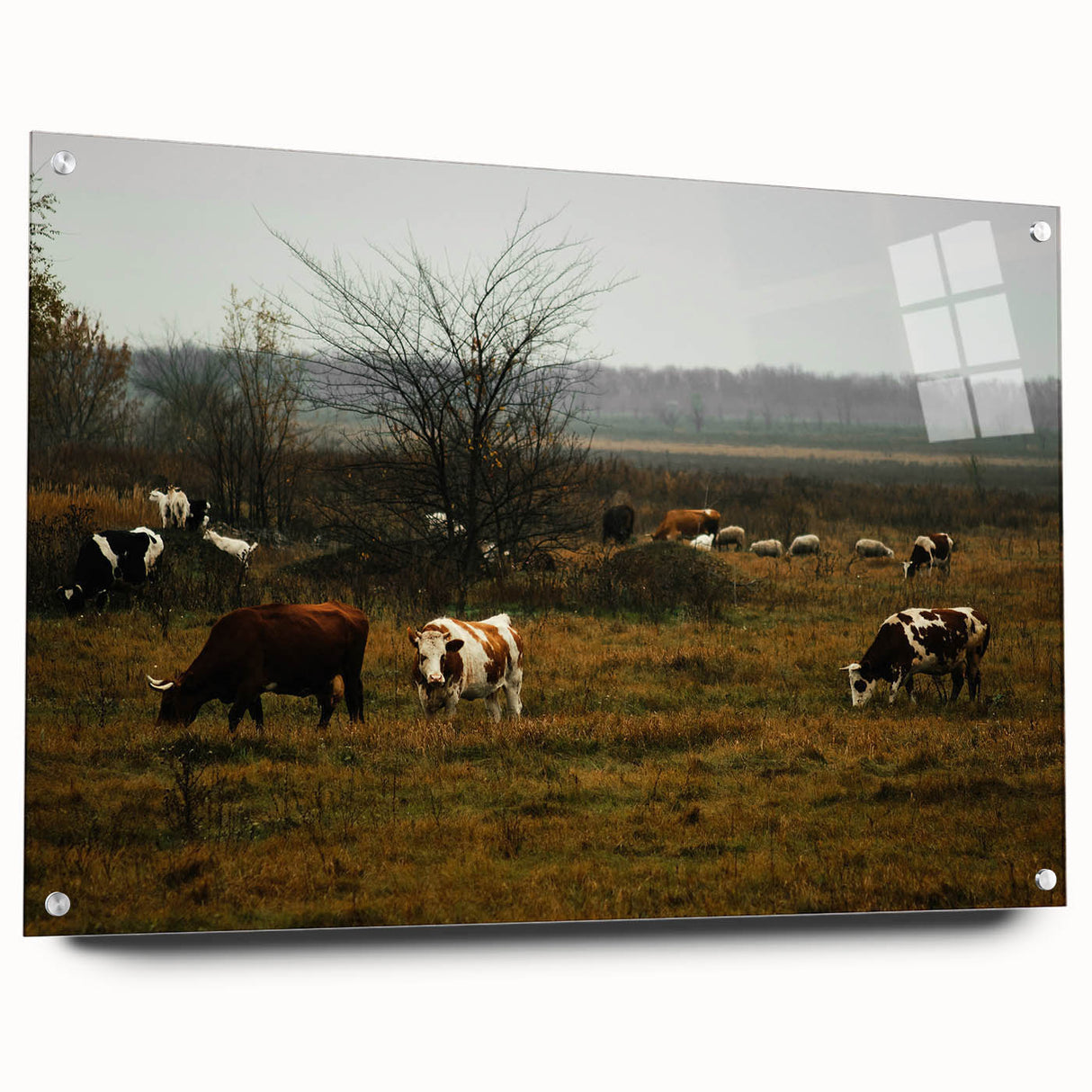 Rustic Farm Landscape Wall Art – Grazing Cows in Serene Pasture Scene