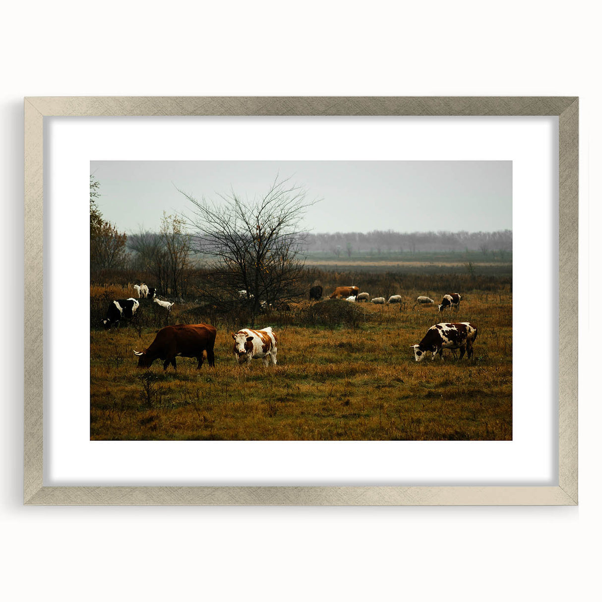 Rustic Farm Landscape Wall Art – Grazing Cows in Serene Pasture Scene