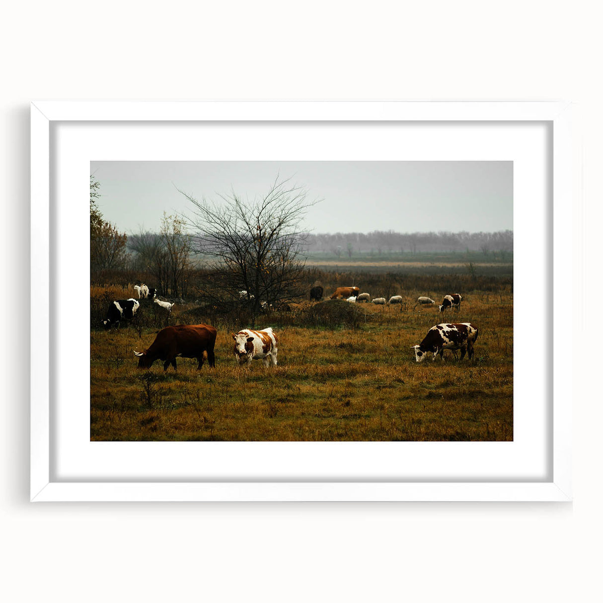 Rustic Farm Landscape Wall Art – Grazing Cows in Serene Pasture Scene