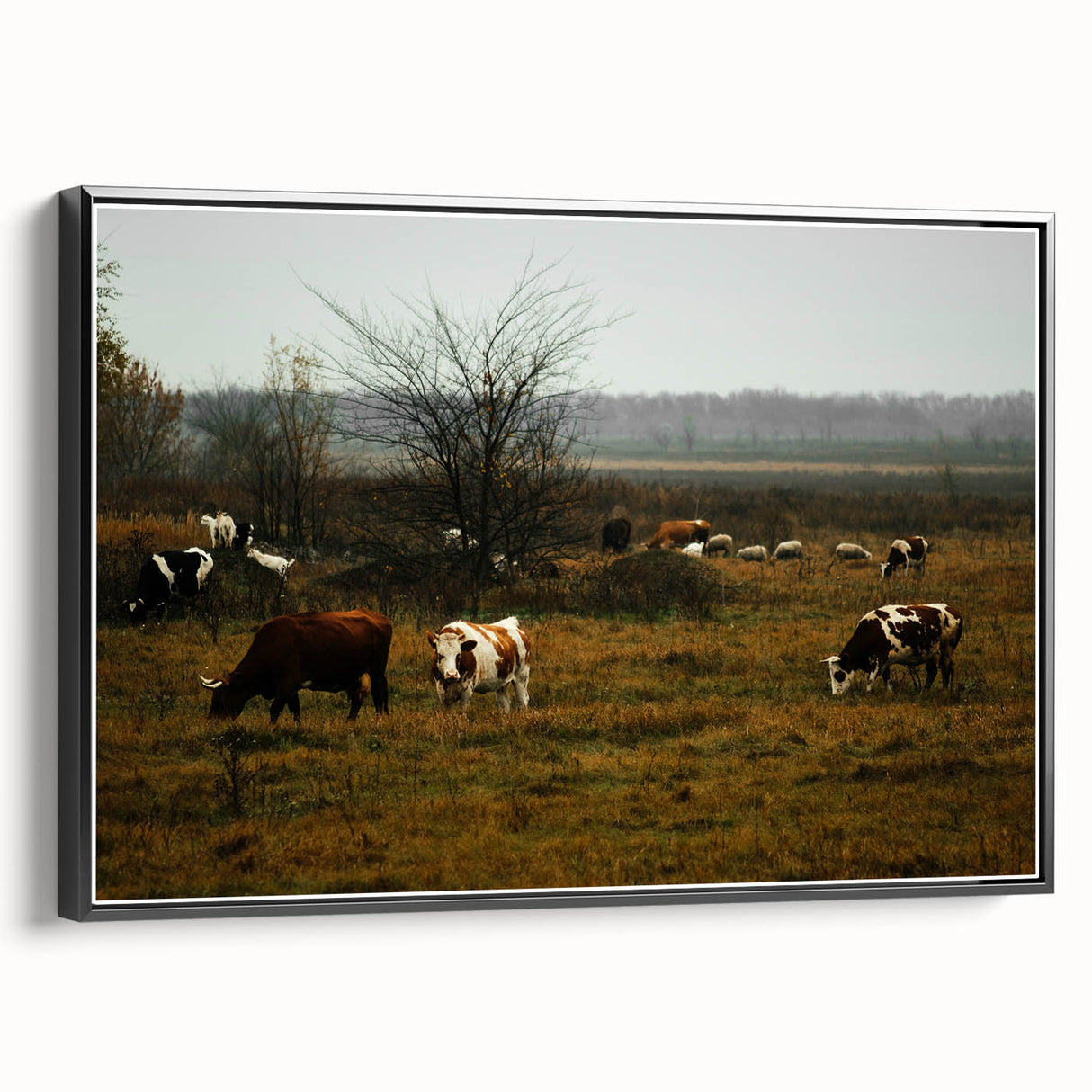 Rustic Farm Landscape Wall Art – Grazing Cows in Serene Pasture Scene