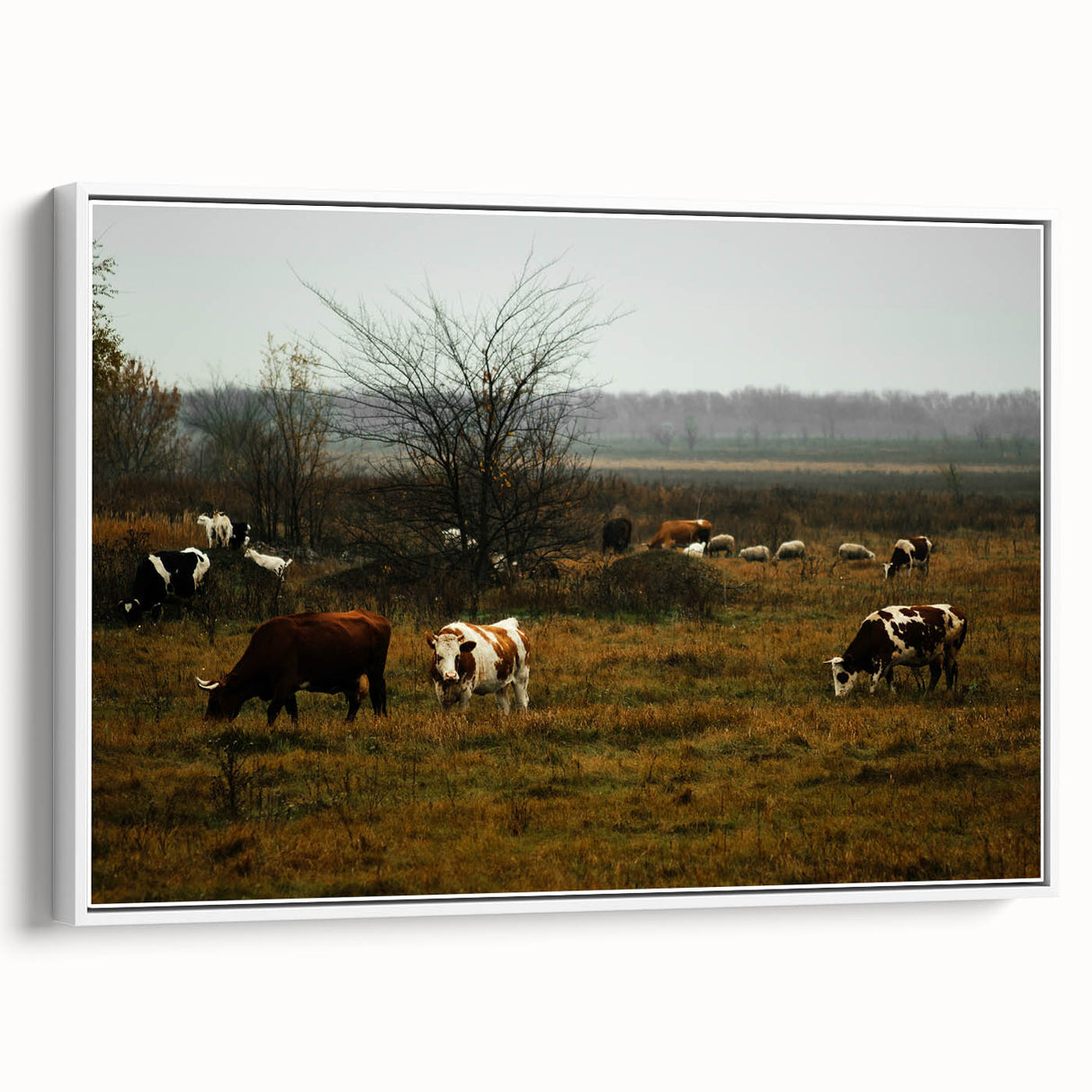 Rustic Farm Landscape Wall Art – Grazing Cows in Serene Pasture Scene