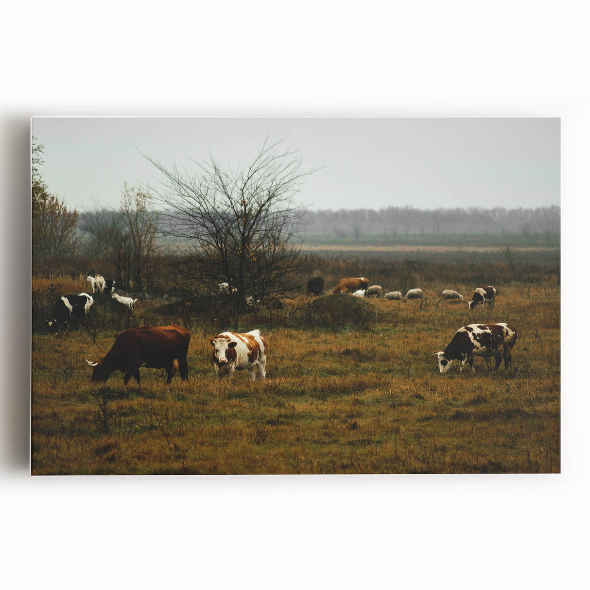 Rustic Farm Landscape Wall Art – Grazing Cows in Serene Pasture Scene